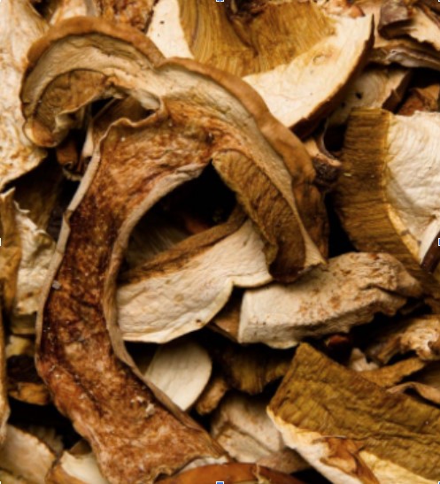 Boletus